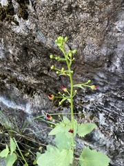 Scrophularia desertorum