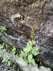 Scrophularia desertorum