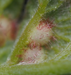 Neuroterus fugiens