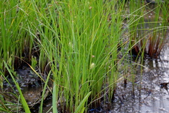 Carex bullata