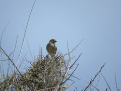 Leptasthenura aegithaloides