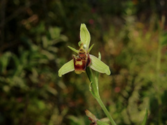 Ophrys scolopax apiformis