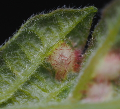 Neuroterus fugiens