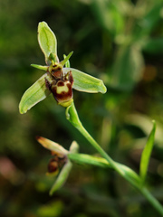 Ophrys scolopax apiformis