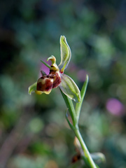 Ophrys scolopax apiformis