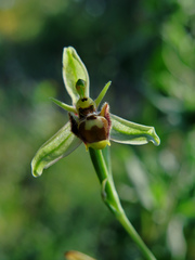 Ophrys scolopax apiformis
