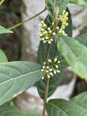 Callicarpa brevipes