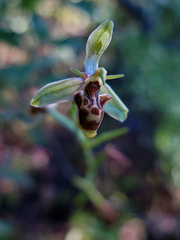 Ophrys scolopax apiformis