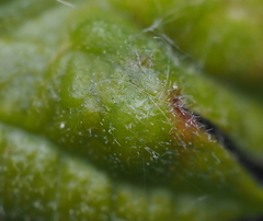 Neuroterus fugiens