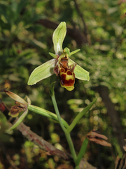 Ophrys scolopax apiformis