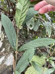 Callicarpa brevipes