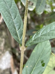 Callicarpa brevipes