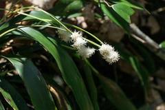 Carex fraseriana