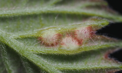Neuroterus fugiens