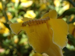 Argyrotaenia franciscana