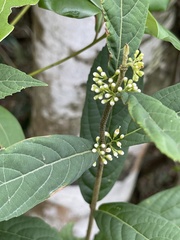 Callicarpa brevipes