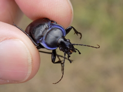 Carabus finitimus