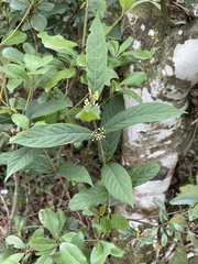 Callicarpa brevipes