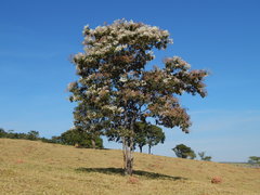 Cordia trichotoma