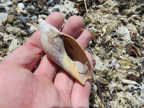 Adelomelon ancilla