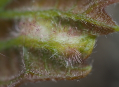 Neuroterus fugiens