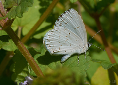 Celastrina neglectamajor