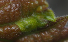 Neuroterus fugiens