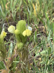 Castilleja rubicundula