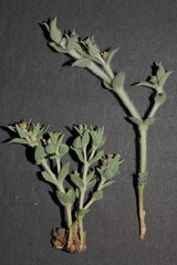 Euphorbia acuta