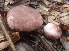 Leucopaxillus lilacinus
