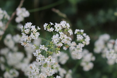 Galium glaucum