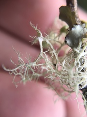 Ramalina stenospora