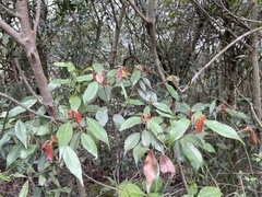 Elaeocarpus chinensis
