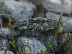 Texania fulleri