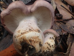 Leucopaxillus lilacinus