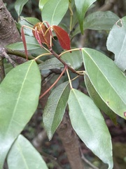 Elaeocarpus chinensis