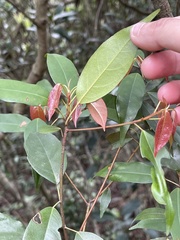 Elaeocarpus chinensis