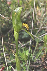 Pterostylis tasmanica