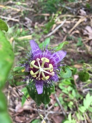 Passiflora menispermifolia