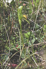Pterostylis tasmanica