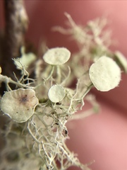 Ramalina stenospora