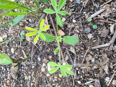Lupinus texensis