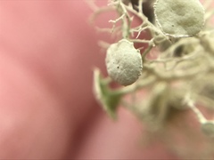 Ramalina stenospora