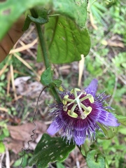 Passiflora menispermifolia