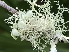 Ramalina stenospora