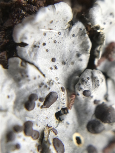 Coccocarpia erythroxyli image