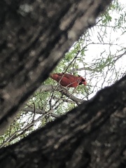 Cardinalis cardinalis