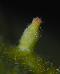 Andricus chinquapin