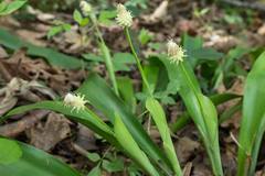 Carex fraseriana