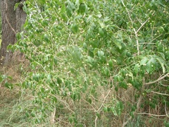 Euonymus atropurpureus atropurpureus